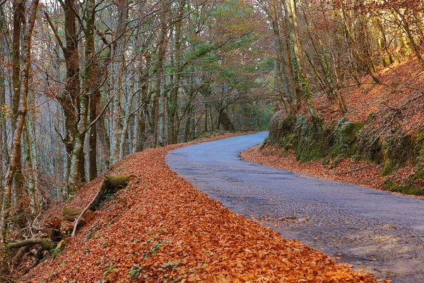 Осенний лес в Мата-да-Альбергария, Национальный парк Жерес, Португалия — стоковое фото