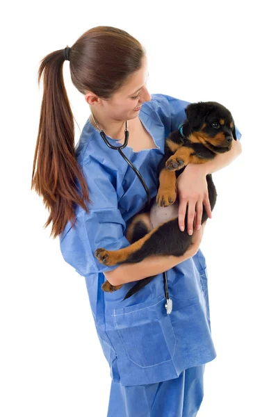 Brunette vétérinaire avec un chiot rottweiler chien isolé — Photo