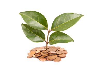 sikke ve beyaz arka plan üzerinde izole bitki