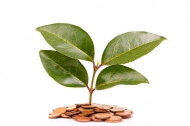 sikke ve beyaz arka plan üzerinde izole bitki