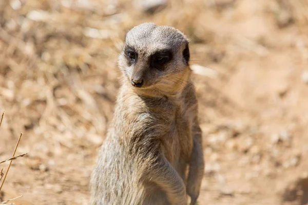 bir çöl faresi veya tehlike için dışarı izliyor suricate 