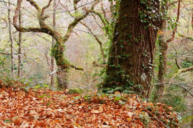 Mata da Albergaria, Geres Ulusal Parkı, Portekiz