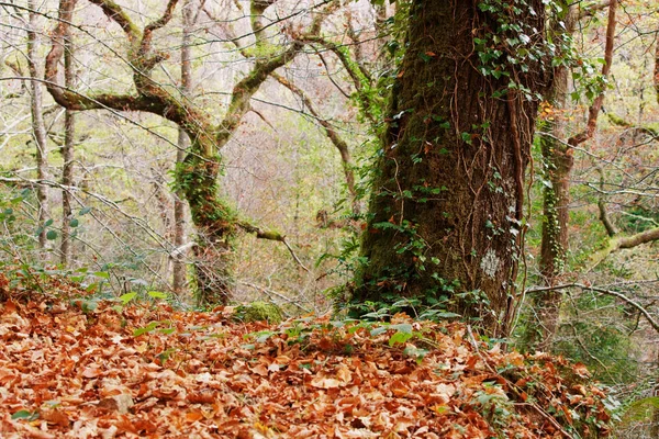 Mata da Albergaria, Geres Ulusal Parkı, Portekiz