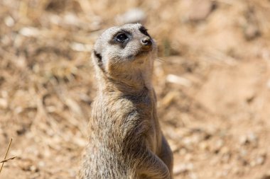 bir çöl faresi veya tehlike için dışarı izliyor suricate