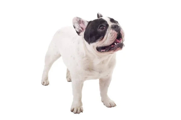 French Bulldog puppy posing isolated over a white background — Stock Photo, Image