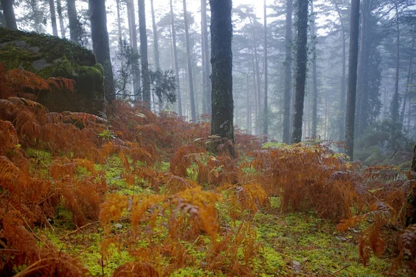 Jesienny las w Mata da Albergaria, Park Narodowy Geres, Portugalia — Zdjęcie stockowe