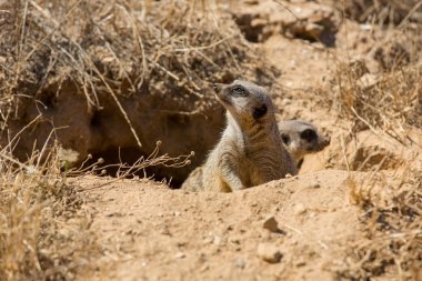 fundalıklardır veya tehlike için dışarı izliyor suricate