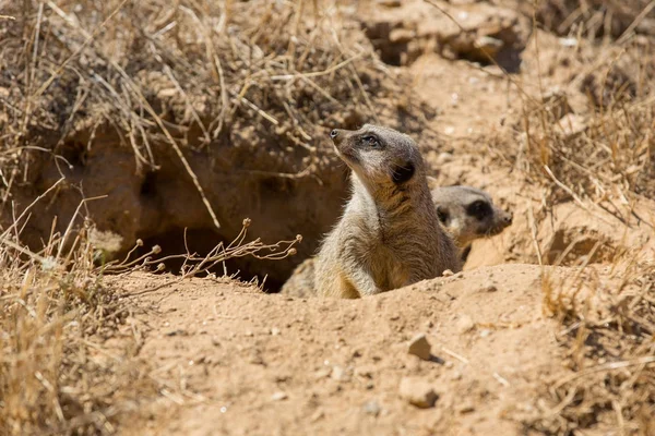 Meerkats or suricate watching out for danger — Stock Photo, Image