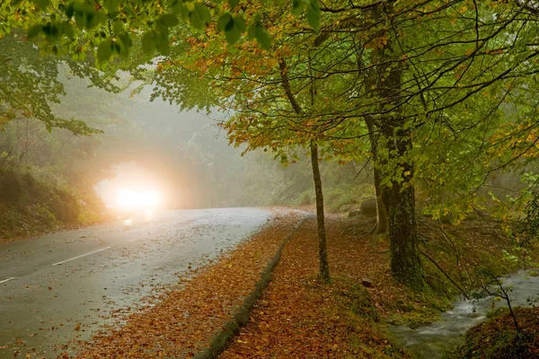 Mata da Albergaria, Geres Ulusal Parkı, Portekiz — Stok fotoğraf