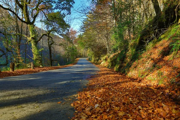 Herbstlandschaft mit Straße und schön gefärbten Bäumen — Stockfoto