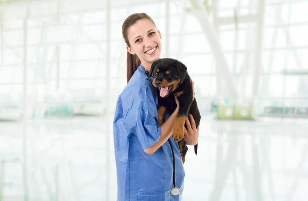 Brunette veterinary with a rottweiler puppy dog — Stock Photo, Image