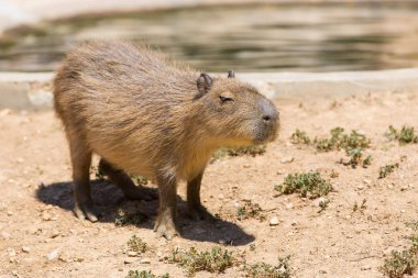 Capivara, dünyanın en büyük yaşam kemirgen