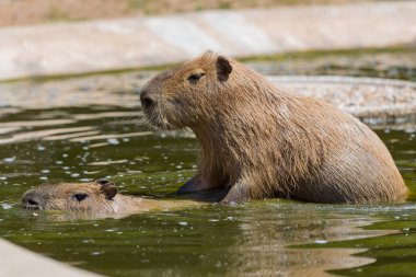 Capibara, kemirgen dünyada yaşayan en büyük
