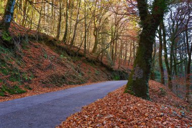 Sonbahar yatay, yol ve güzel renkli ağaçlar, Geres otelleri
