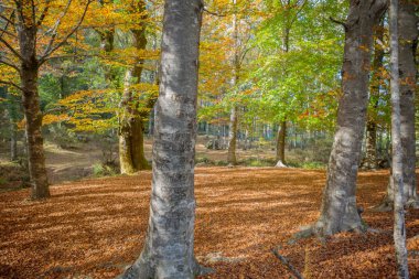 Mata da Albergaria 'da sonbahar ormanı, Geres Ulusal Parkı, Portekiz
