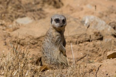 bir çöl faresi veya tehlike için dışarı izliyor suricate