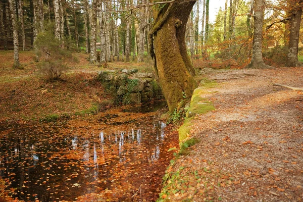 Floden och färgglada träd i höst säsong, vid Geres, Portugal — Stockfoto