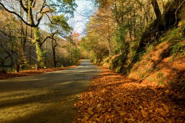 yol ve güzel renkli ağaçlar sonbahar manzarası
