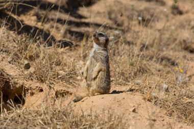 bir çöl faresi veya tehlike için dışarı izliyor suricate