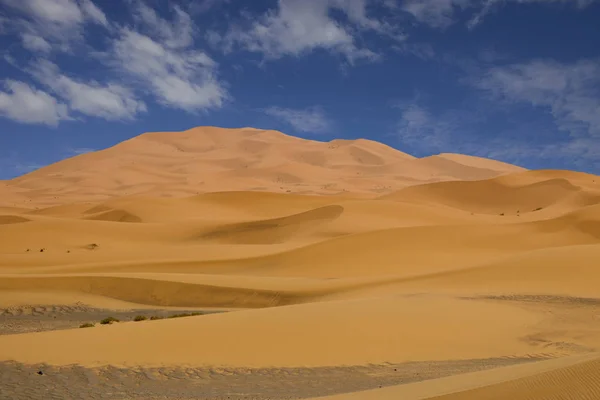 Sahara öken sanddyner, i Marocko — Stockfoto