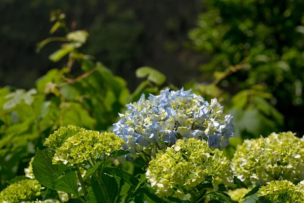Hortensja lub hortensia w ogrodzie na świeżym powietrzu — Zdjęcie stockowe