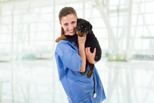 Brunette vétérinaire avec un chien chiot rottweiler — Photo