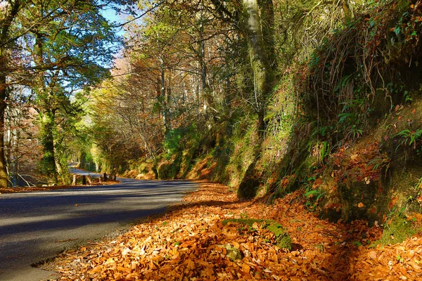 Осенний пейзаж с дорогами и красивыми цветными деревьями — стоковое фото