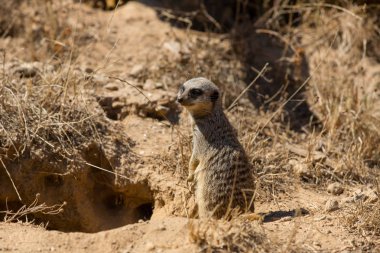 bir çöl faresi veya tehlike için dışarı izliyor suricate