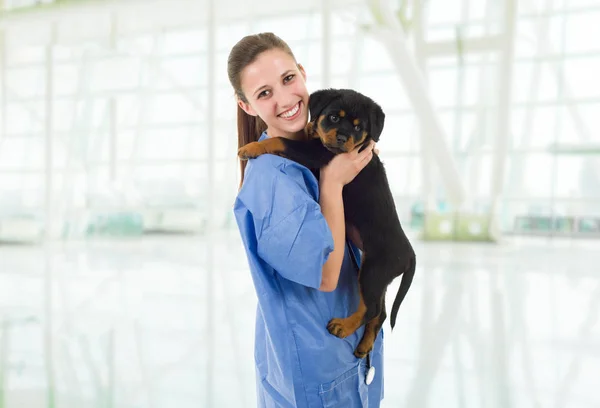 Brunette vétérinaire avec un chien chiot rottweiler — Photo