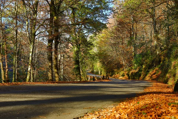 Herfst landschap met weg- en prachtige gekleurde bomen — Stockfoto