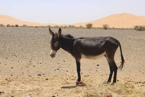 Burro en el desierto del sahara, al norte de Marruecos — Foto de Stock