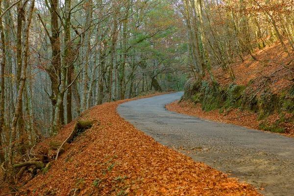 Paisagem de outono com estrada e belas árvores coloridas, em Geres — Fotografia de Stock