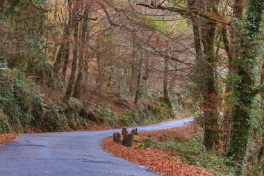 Geres, Portekiz Milli Parkı içinde güzel renkli ağaçlar