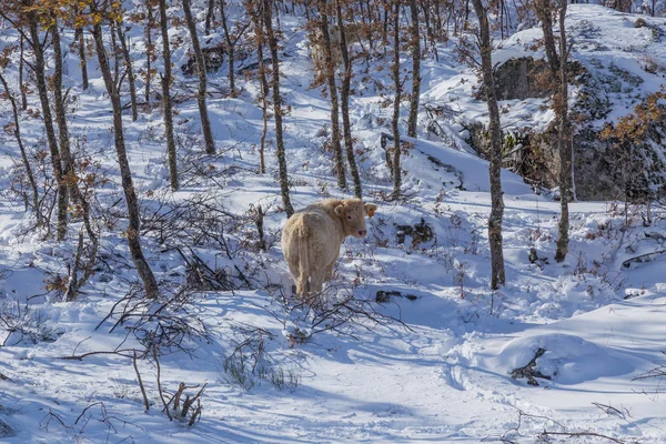 Cow at the mountain with snow — Stock Photo, Image