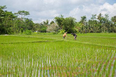 Pirinç tarlalarında çalışan çift.