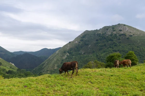 Farm cows — Stock Photo, Image