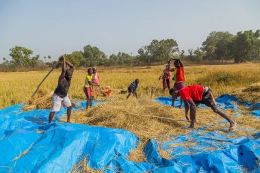 Bissau, Gine-Bissau: Bissau kırsalında tarlada çalışan çiftçiler