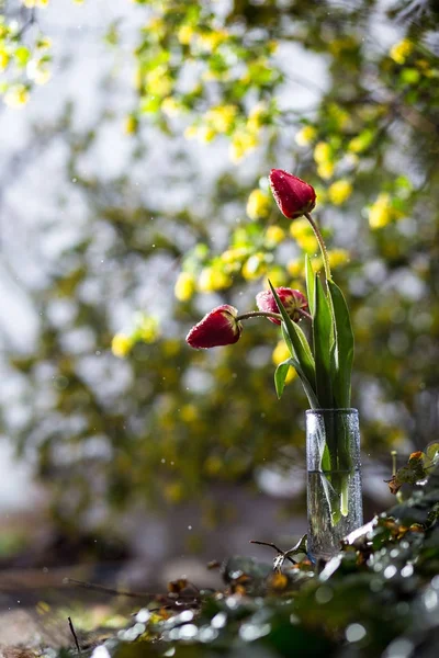 Červené tulipány ve váze — Stock fotografie