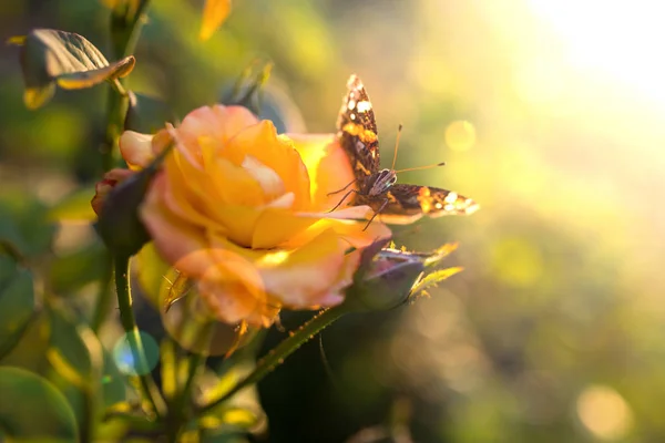 Motýl na růže — Stock fotografie