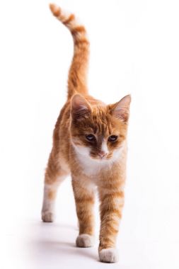 Kırmızı kedi yürüyüş