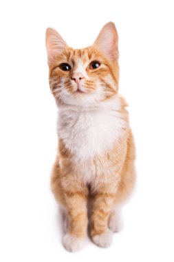 Kırmızı baktılar kedi