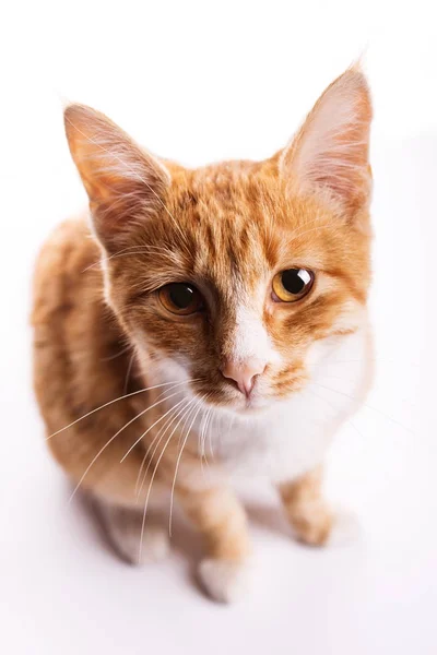 Mirada de gato rojo — Foto de Stock