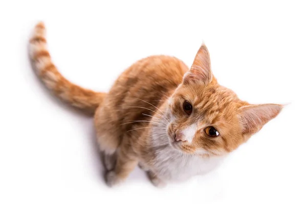Gato rojo mirando a la cámara — Foto de Stock