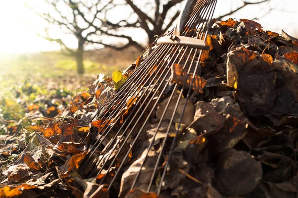 Collecte des feuilles tombées — Photo