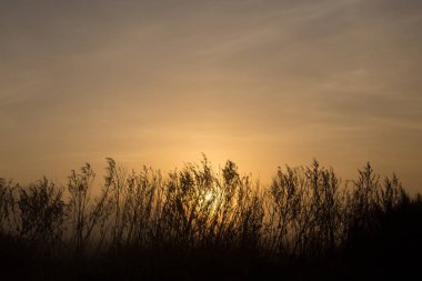 Sunrice 'de uzun otlar