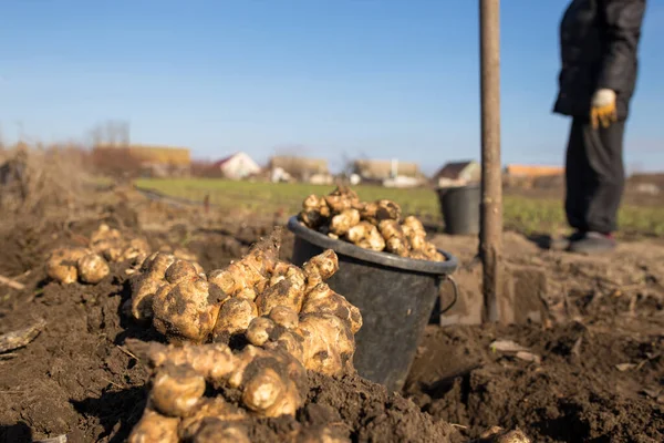 Natural farming. Jerusalem artichokes Royalty Free Stock Photos