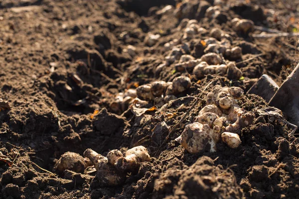 Harvesting Jerusalem Artichoke Roots Edible Root Crops — Stock Photo, Image