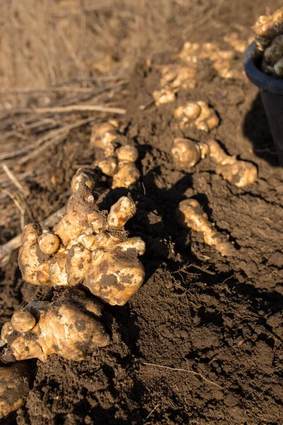 Jerusalem Artichoke Vivo Digging Jerusalem Artichokes — Stock Photo, Image