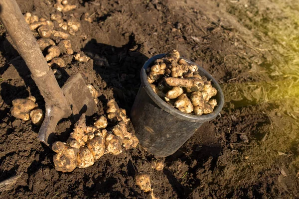 Dug Collected Jerusalem Artichoke Shovel Bucket Ground — Stock Photo, Image