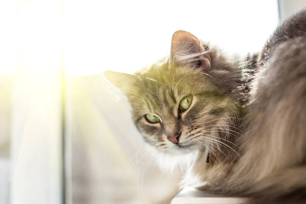 Gato Janela Aquece Olha Para Câmera — Fotografia de Stock